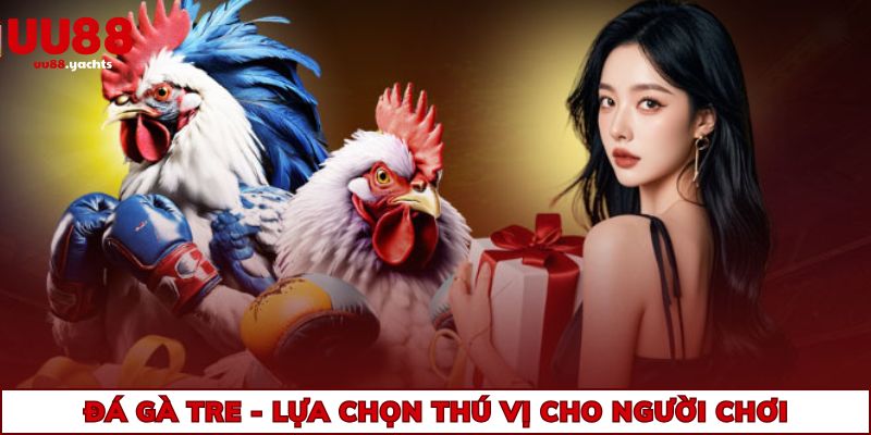 Đá gà Tre - Lựa chọn thú vị cho người chơi
