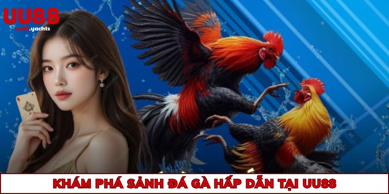 Khám phá sảnh đá gà hấp dẫn tại uu88